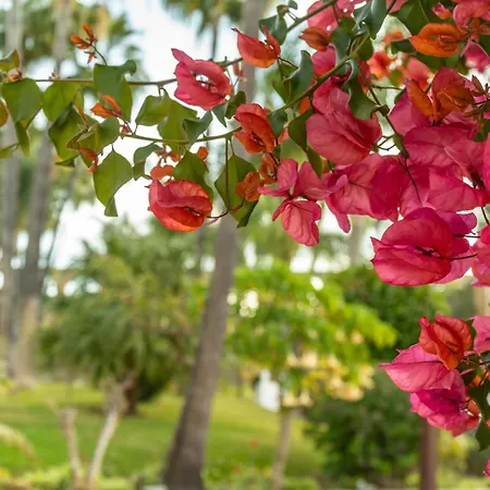 Palmas 15c Oasis *